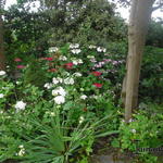 Hydrangea - Hortensien