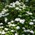 Hydrangea Macrophylla 'ENDLESS SUMMER The Bride'