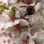 Prunus tomentosa - Japanische Mandel-Kirsche