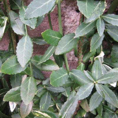 Euonymus fortunei var. radicans