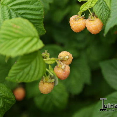Rubus idaeus 'Fallgold' - Rubus idaeus 'Fallgold'