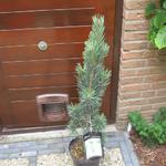 Pinus sylvestris 'Fastigiata' - 