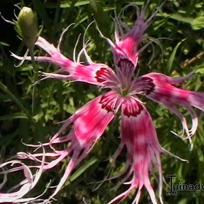 Dianthus chinensis 'Dancing Geisha’ - 