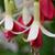 Fuchsia 'Gesause Perle'