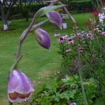 Gladiolus papilio - Schmetterlings-Gladiole