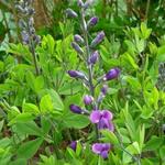 Baptisia australis 'Purple Smoke' - 