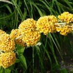 Buddleja x weyeriana 'Honeycomb' - 