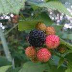 Rubus occidentalis 'Black Jewel' - 