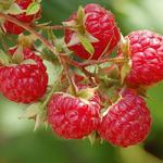 Rubus idaeus 'Autumn Bliss' - 