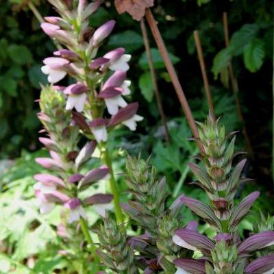 Acanthus 'Mornings Candle' - Acanthus 'Mornings Candle'