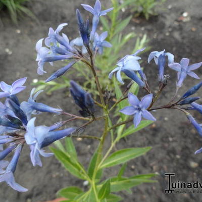 Amsonia orientalis - Orientalischer Blaustern - Amsonia orientalis