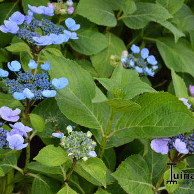 Hydrangea macrophylla 'Blauling' - 