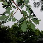 Quercus robur - Chêne pédonculé