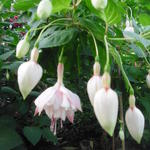Fuchsia 'Annabel' - 