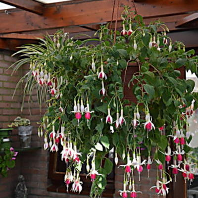 Fuchsia 'Gesause Perle' - 