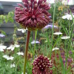 Allium amethystinum 'Red Mohican' - 