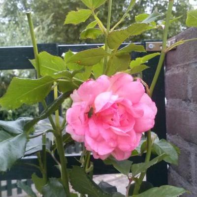 Rosa 'Bonita Renaissance' - 