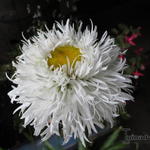 Leucanthemum 'Aglaia' - 