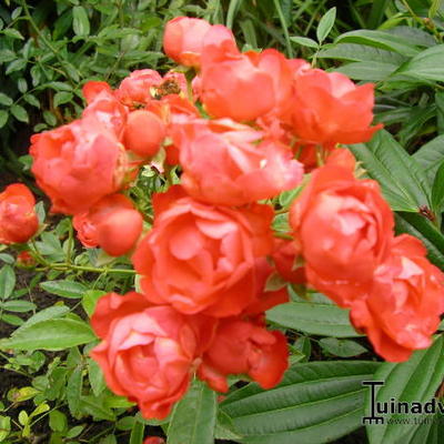 Rosa 'Orange Morsdag'  - 
