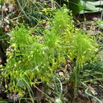 Allium flavum - Ail jaune