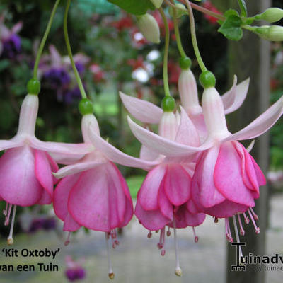 Fuchsia 'Kit Oxtoby' - 
