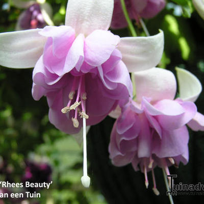 Fuchsia 'Rhees Beauty' - 