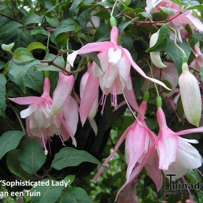 Fuchsia 'Sophisticated Lady' - 
