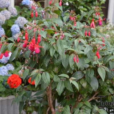 Fuchsia 'Cardinal' - 