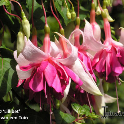 Fuchsia 'Lillibet' - 