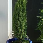 Juniperus communis 'Arnold' - 