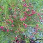 Boronia heterophylla - Boronia heterophylla - Rote Korallenraute