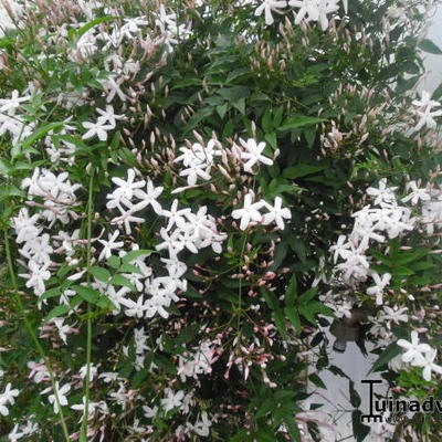 Jasminum officinale - jasmin blanc