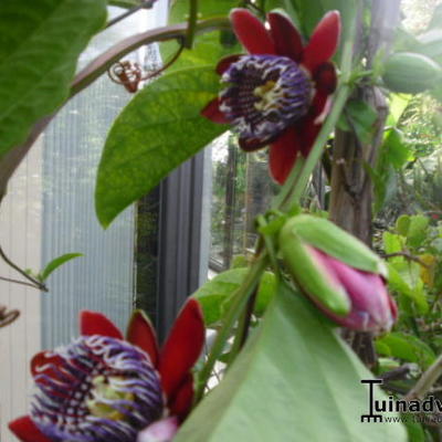 Passiflora alata - 
