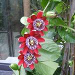Passiflora alata - 