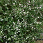 Thymus vulgaris 'Deutscher Winter' - 