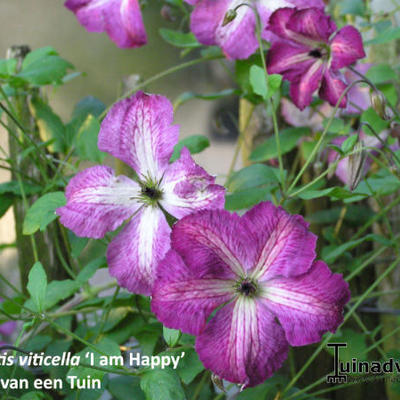 Clematis viticella 'I Am Happy' - 