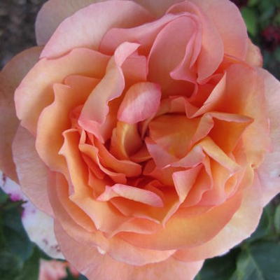 Rosa 'Passiflora'  - 
