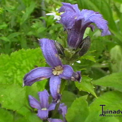 Clematis heracleifolia ‘Purple Princess’ - 