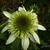 Echinacea purpurea 'White Double Delight'