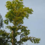 Metasequoia glyptostroboides 'Goldrush' - 