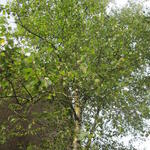 Bouleau verruqueux - Betula pendula