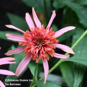 Echinacea purpurea 'Guava Ice'