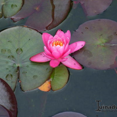 Nymphaea 'Rose Arey' - Nymphaea 'Rose Arey'
