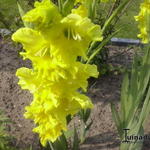 Gladiolus 'Nova Lux' - 