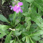 Arabis blepharophylla 'Spring Charm' - 