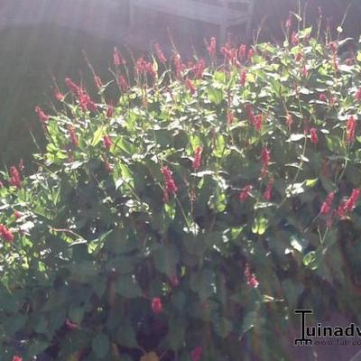 Persicaria amplexicaulis 'Red Baron' - Persicaria amplexicaulis 'Red Baron'