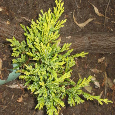 Juniperus horizontalis 'Limeglow' - 