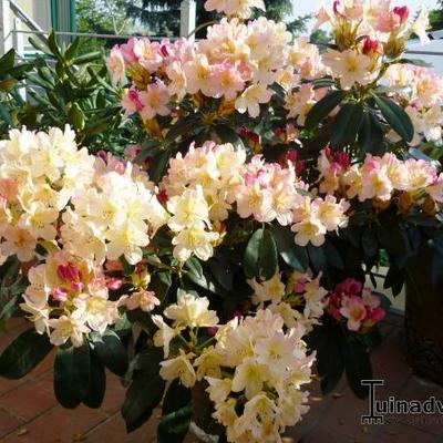 Rhododendron 'Tortoiseshell Champagne' - 