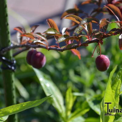 Prunus cerasifera 'Trailblazer' - 