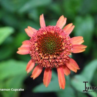 Echinacea purpurea 'Cinnamon Cupcake' - 